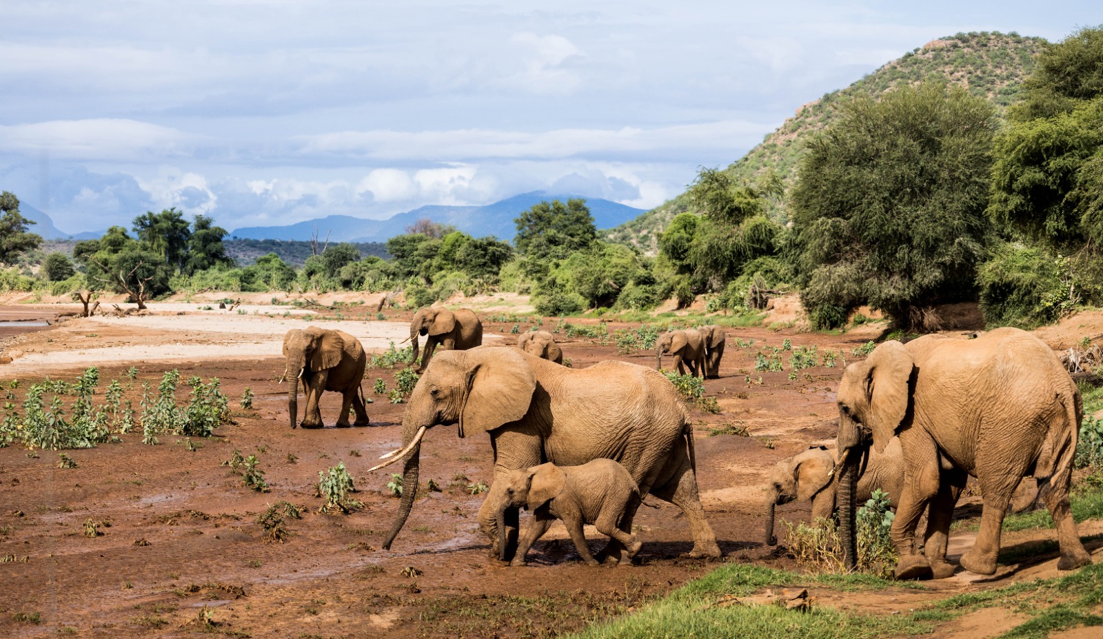 Amboseli