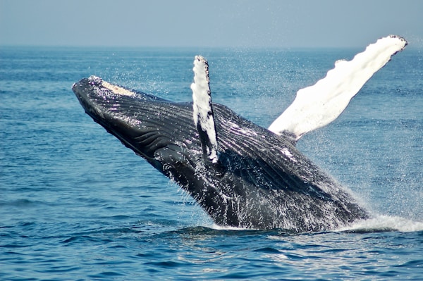 Lake Nakuru
