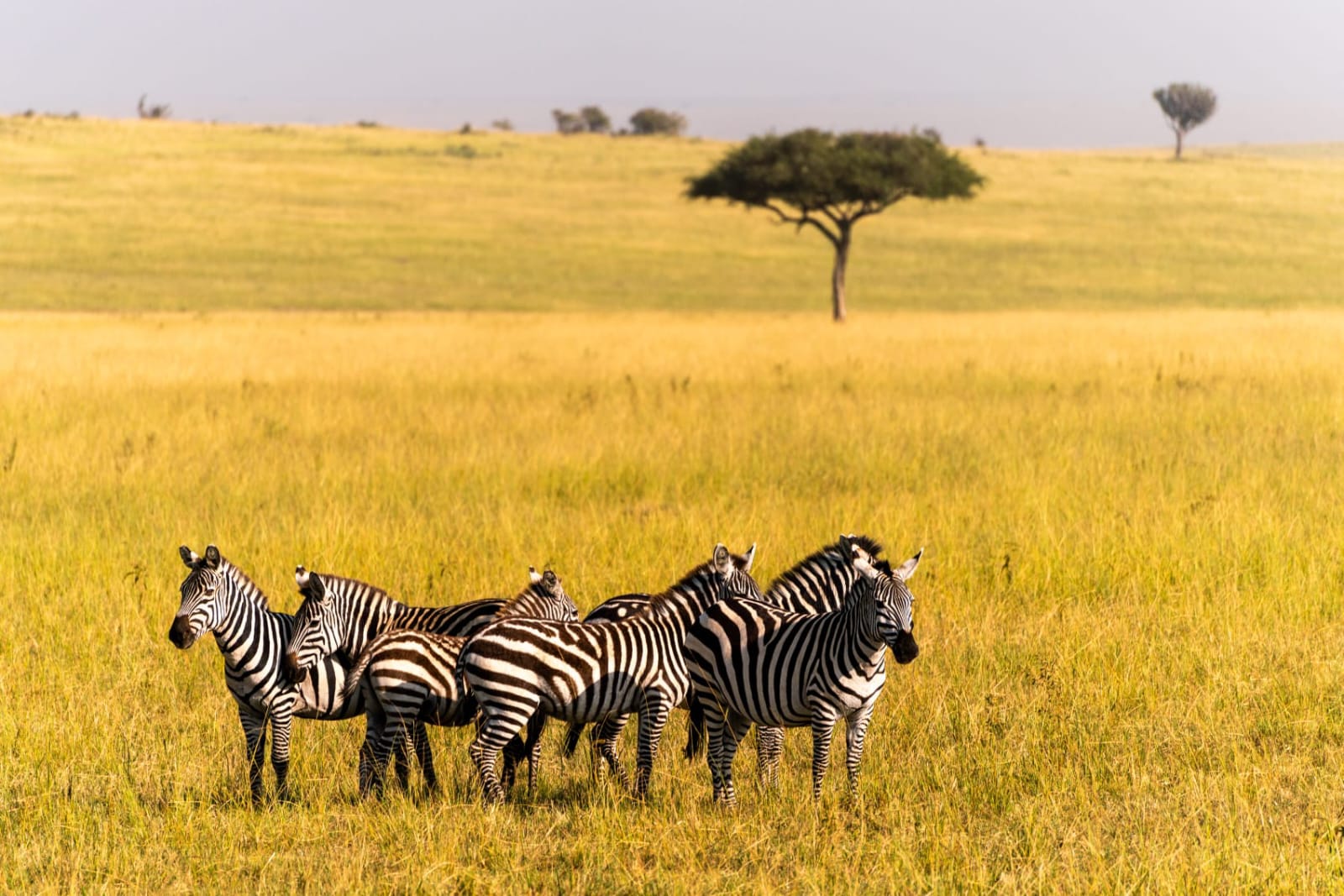 Samburu