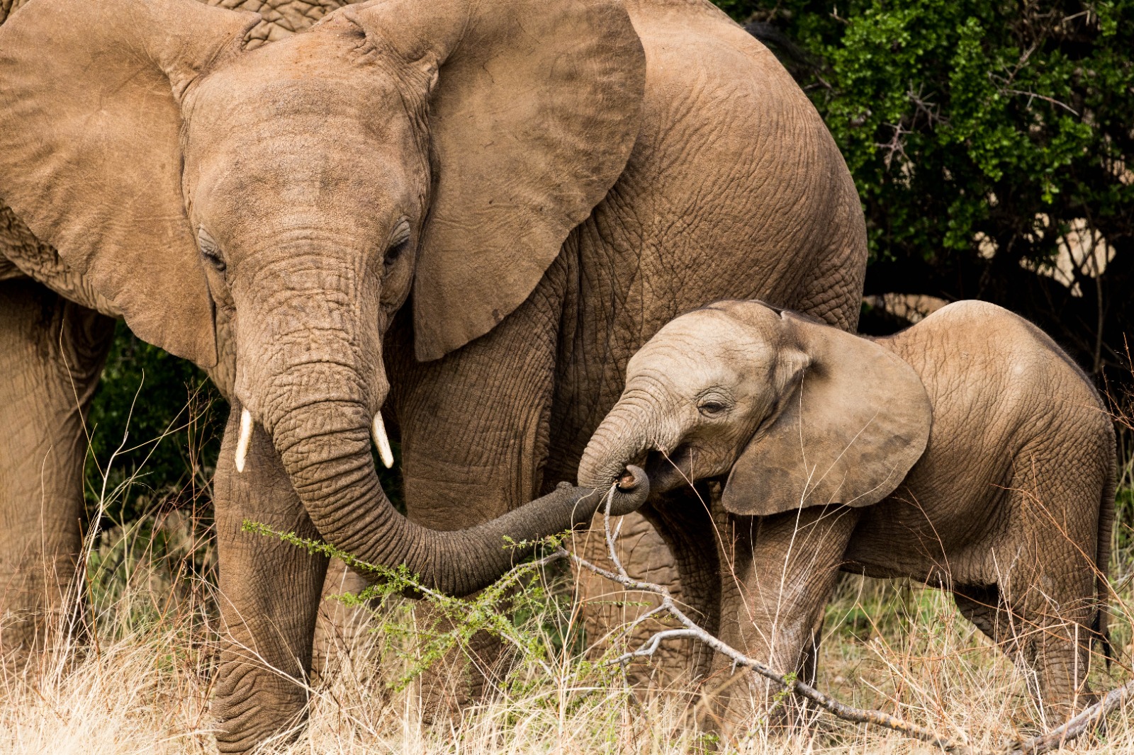 Tsavo